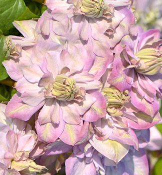 Plam�nek velkokv�t� �ANNA�S CHOICE�� 30-40 cm, kont. 1,6 l, vyv�zan�