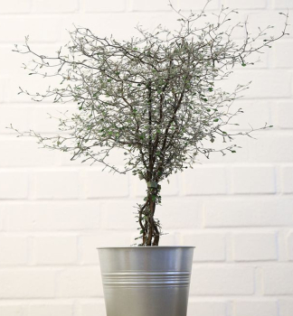 Korokie skaln�kov�, 30-40 cm, kont. 2 l