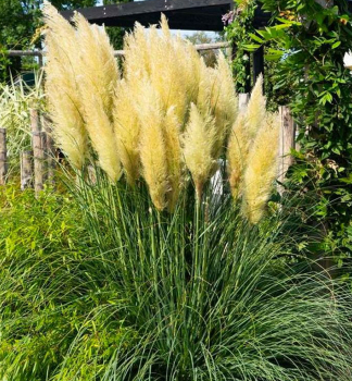 Kortad�rie - pampov� tr�va �EVITA� 40-50 cm, kont. 5 l