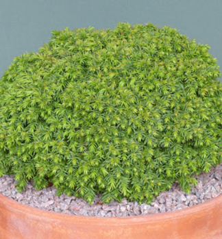 Kryptom�rie japonsk� �TENZAN� 15-20 cm, kont. 3 l