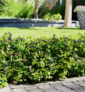 Bor�vka �zkolist� �BERRY BUX��, kont. 0,5 l