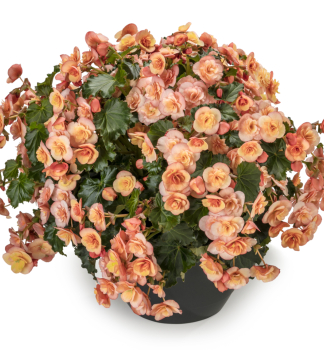 Begonie �SUNBRERO PEACH�, kont. 0,5 l