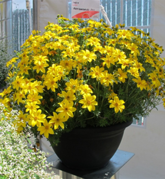 Dvouzubec �BIDY GONZALES�, kont. 0,5 l