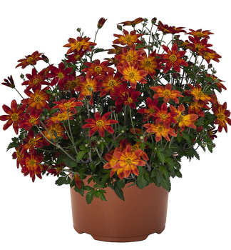 Dvouzubec �BIDY BOOM RED�, kont. 0,5 l