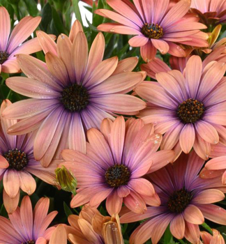 Osteospermum (kapsk� kopretina) �OSTICADE  AURORA�, kont. 0,5 l