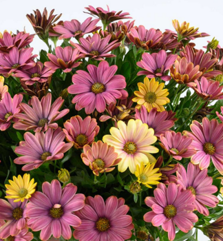 Osteospermum (kapsk� kopretina) �OSTICADE  AURORA�, kont. 0,5 l