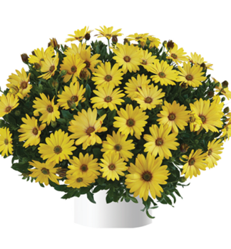 Osteospermum (kapsk� kopretina) �OSTICADE  YELLOW�, kont. 0,5 l