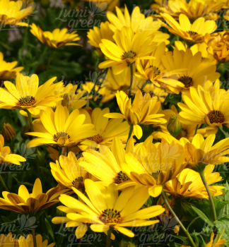 Osteospermum (kapsk� kopretina) �OSTICADE  YELLOW�, kont. 0,5 l