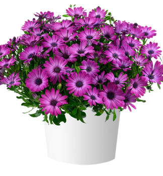 Osteospermum (kapsk� kopretina) �OSTICADE  MAGENTA�, kont. 0,5 l