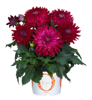 Ji�ina �RASPBERRY ICE�, kont. 0,5 l