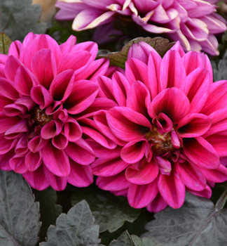 Ji�ina �TEMPTATION PURPLE�, kont. 0,5 l