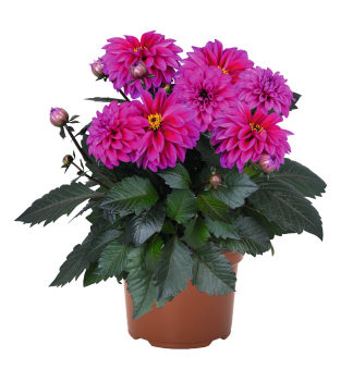 Ji�ina �TEMPTATION PURPLE�, kont. 0,5 l