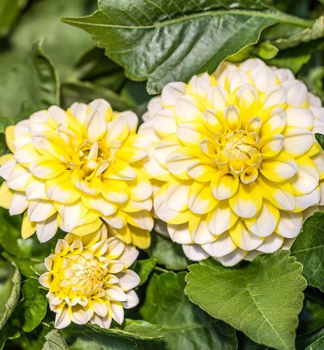 Ji�ina �HYPNOTICA LEMON SWIRL�, kont. 0,5 l