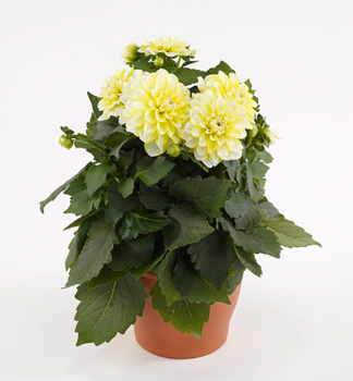 Ji�ina �HYPNOTICA LEMON SWIRL�, kont. 0,5 l