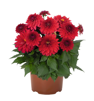 Ji�ina �HYPNOTICA RED VELVET�, kont. 0,5 l