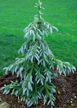 Smrk Engelmann�v �BUSHS LACE� 70-80 cm, kont. 10 l