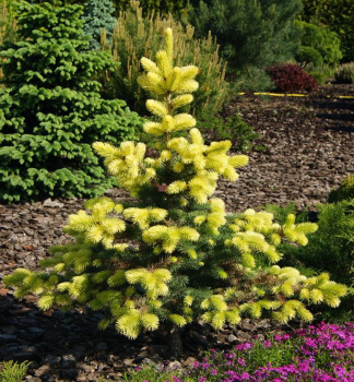 Smrk pichlavy  �MAIGOLD� 50-60 cm, kont. 7,5 l