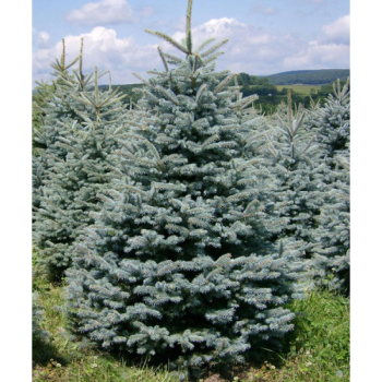 Smrk pichlav� �GLAUCA MAJESTIC BLUE� 40-60 cm, kont. 2 l