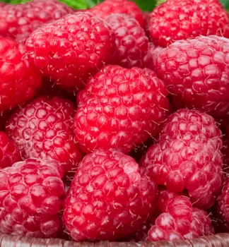 Malin�k �erven� �CANBY� 30-40 cm, kont. 2 l