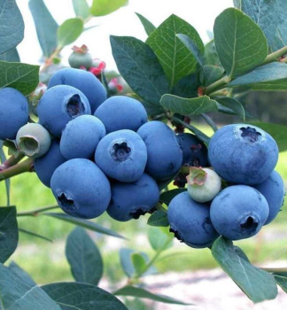 Kanadsk� bor�vka �HORTBLUE POPPINS�� 30-40 cm, kont. 2 l