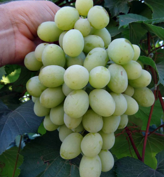 Vinn� r�va stoln� rezistentn� �ALEXA� 20-30 cm, kont. 3 l