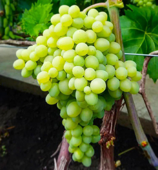 Vinn� r�va stoln� bezsemenn� �CIMUS� 20-30 cm, kont. 3 l