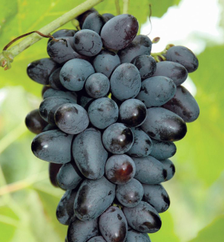 Vinn� r�va stoln� bezsemenn� �JOY SEEDLESS� 20-30 cm, kont. 3 l