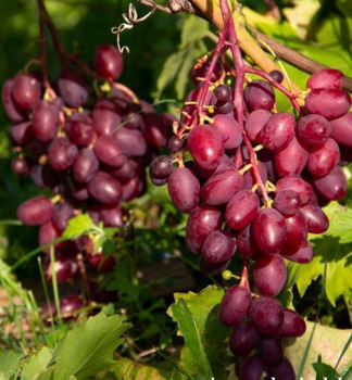 Vinn� r�va stoln� �POLONEZ 50� 20-30 cm, kont. 3 l