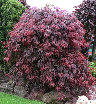 Javor dlanitolist� �ROYAL GARNET� 50-60 cm, kont. 3 l