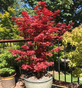 Javor dlanitolist� �LITTLE RED� 50-60 cm, kont.3 l