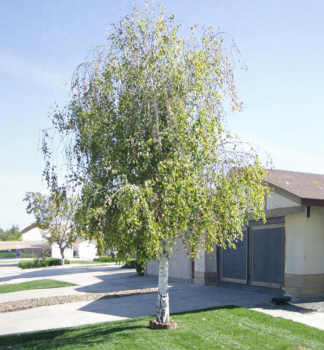 B��za p�evisl�, 160-170 cm, kont. 2 l