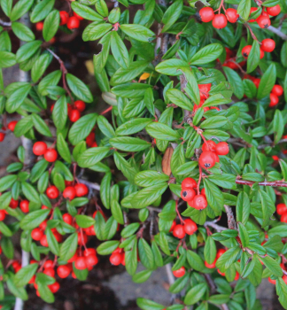 Skaln�k vrbolist� �REPENS� 20-30 cm, kont. 1 l