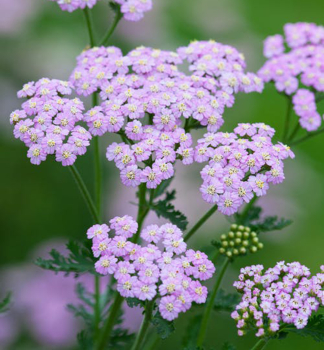 ebek obecn LILAC BEAUTY kont. 0,5 l