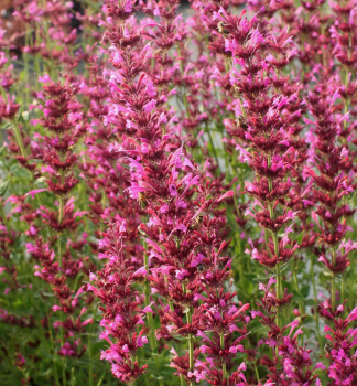 Agastache mexick RED FORTUNE kont. 0,5 l