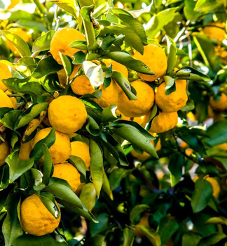 Citrus junos �YUZU�, 30-40 cm, kont. 4 l
