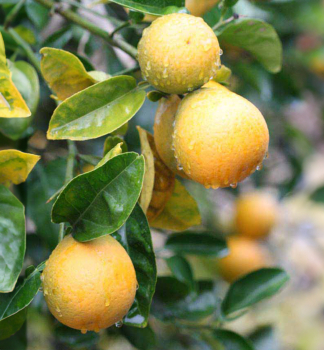Citrus TRIFEOLA 40-50 cm, kont. 2 l