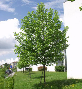 Platan javorolistý ´PYRADIMALIS´ 500-550 cm, zemní bal
