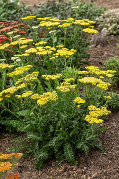 Obrázok (5) Obrázok (5)