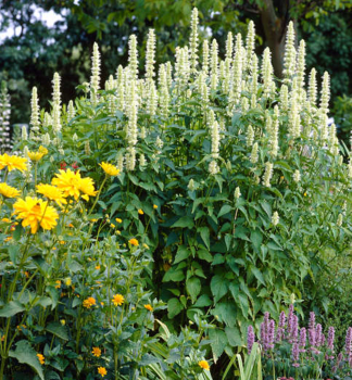 Agastache rugosa ALABASTER kont. 0,5 l