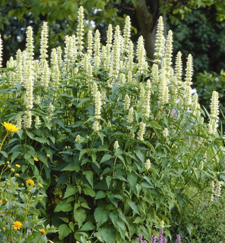 Agastache rugosa ALABASTER kont. 0,5 l