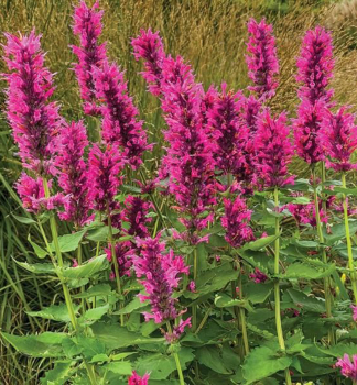 Agastache hybridn DANISH DELIGHT kont. 0,5 l
