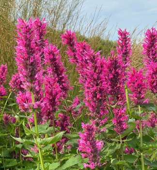 Agastache hybridn DANISH DELIGHT kont. 0,5 l