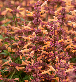 Agastache hybridn MANGO TANGO kont. 0,5 l