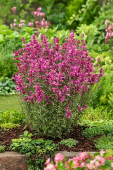 Agastache rugosa ROSIE POSIE kont. 0,5 l