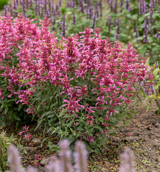 Agastache rugosa ROSIE POSIE kont. 0,5 l