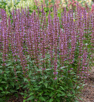 Agastache hybridn SPICEY kont. 0,5 l