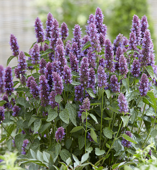 Agastache hybridn BEELICIOUS PURPLE kont. 0,5 l