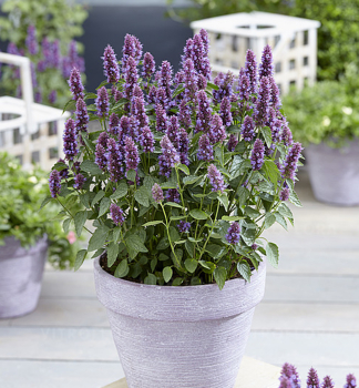 Agastache hybridn BEELICIOUS PURPLE kont. 0,5 l