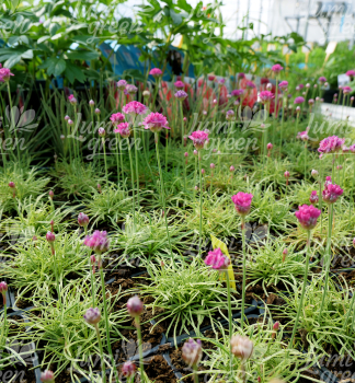 Obrázok (7) Obrázok (7)