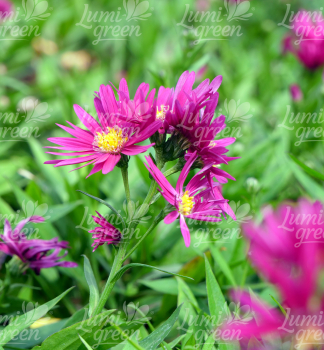Obr�zok (8)
